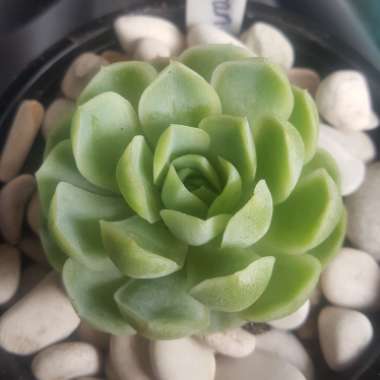 Echeveria Elegans