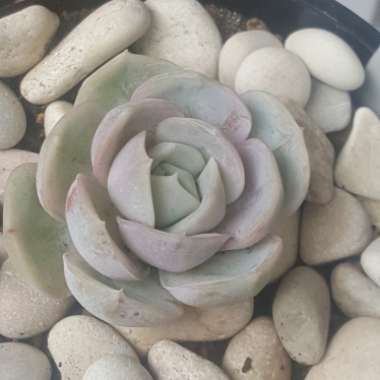 Echeveria Blue Surprise