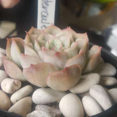 Echeveria Hercules