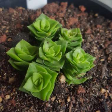 Crassula 'Green Pagoda'