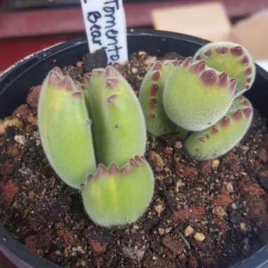 Cotyledon Tomentosa Variegata Yellow