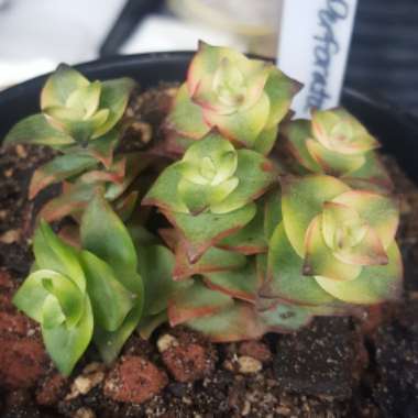 Crassula Perforata Variegata