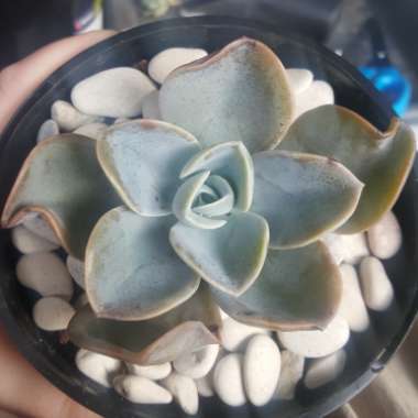 xGraptoveria Flore's Hybrid Pinky