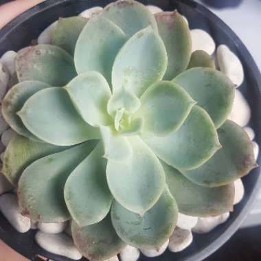 Echeveria Agyntha