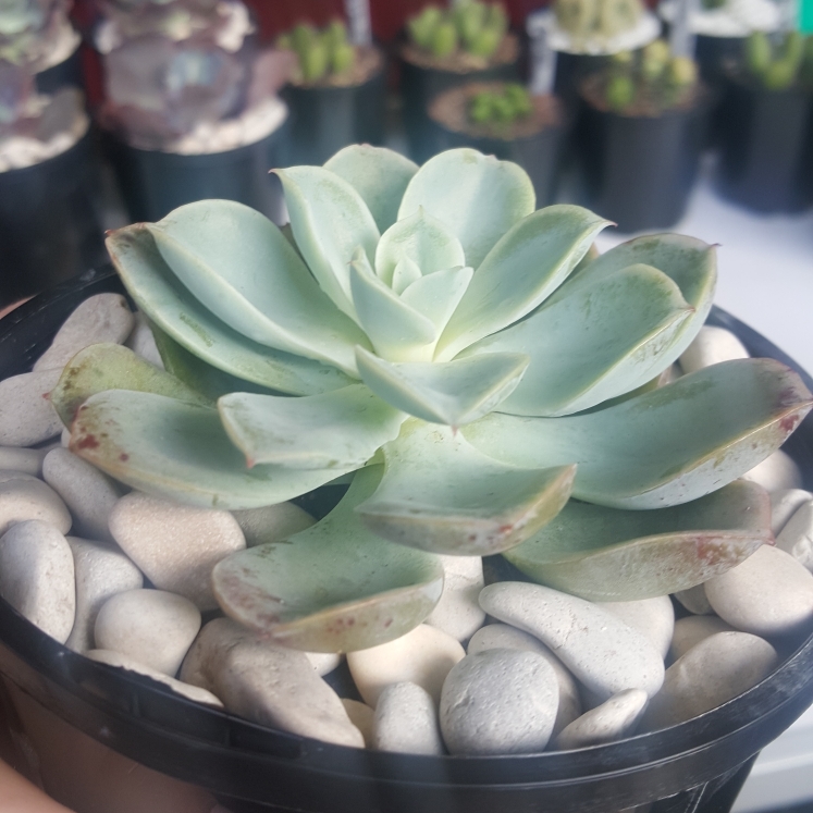 Plant image Echeveria Agyntha