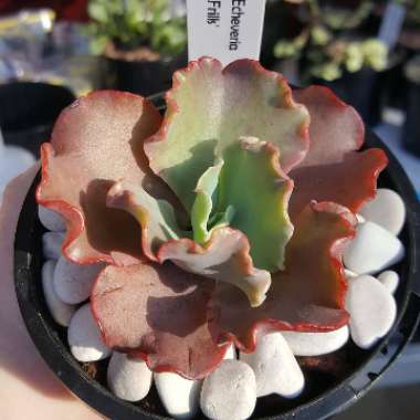 Echeveria Tutti Frutti