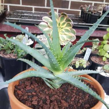 Aloe x spinosissima