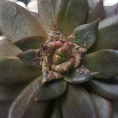 Echeveria Black Prince