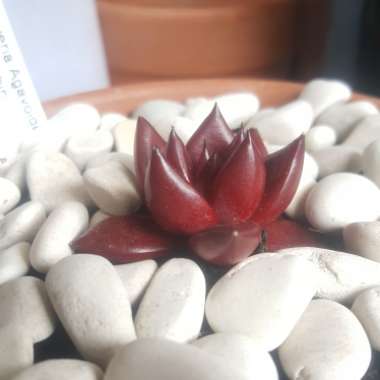 Echeveria Agavoides Romeo Rubin