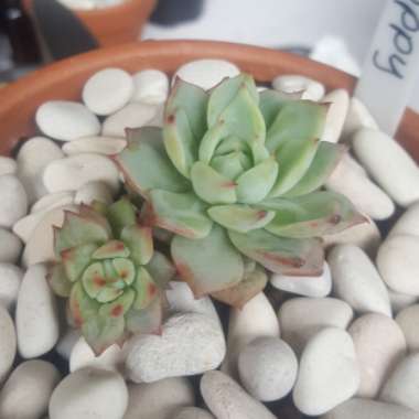 Echeveria Tippy