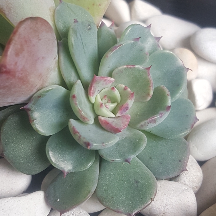 Plant image Echeveria Lara