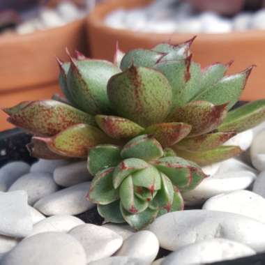 Echeveria Shamrock