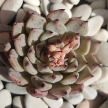 Echeveria Cuspidata var. Zaragozae