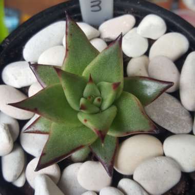 Echeveria Agavoides Ebony