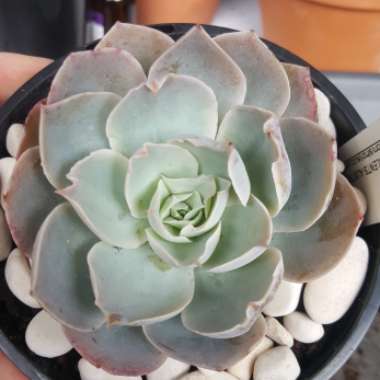 Echeveria Domingo