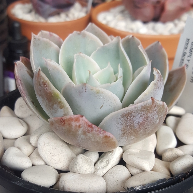 Plant image Echeveria Domingo