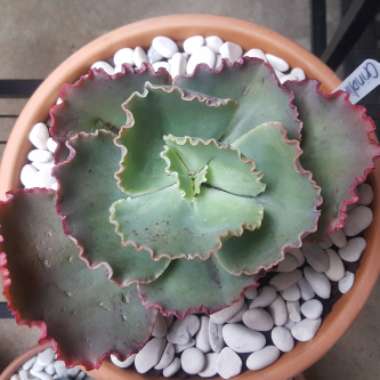 Echeveria Crinoline