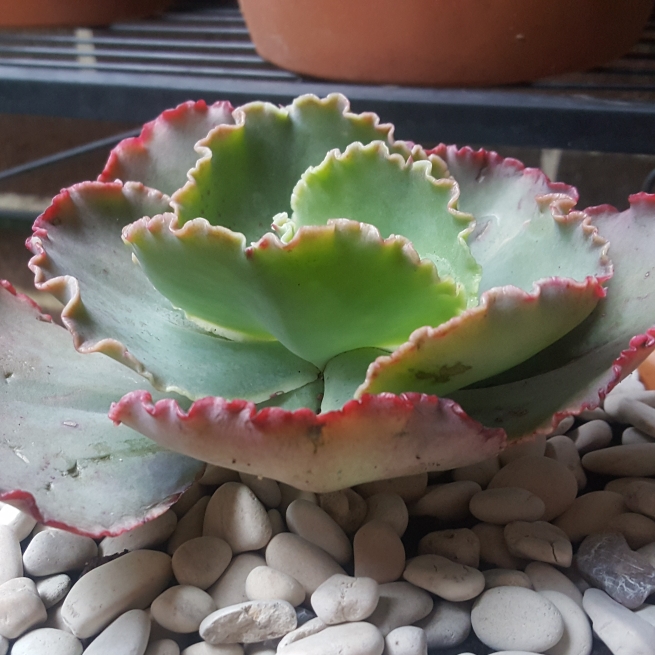 Plant image Echeveria Crinoline