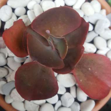 Echeveria Alta May