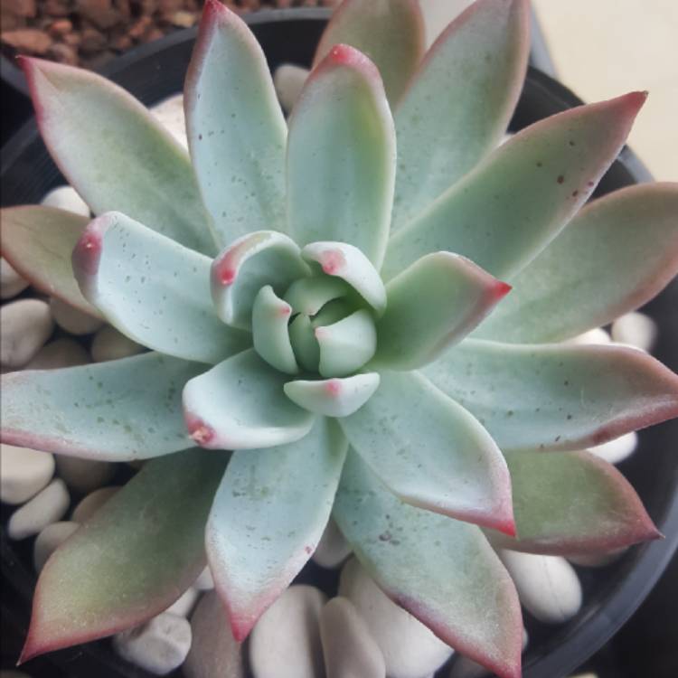 Plant image Echeveria Colorata fa. Brandtii