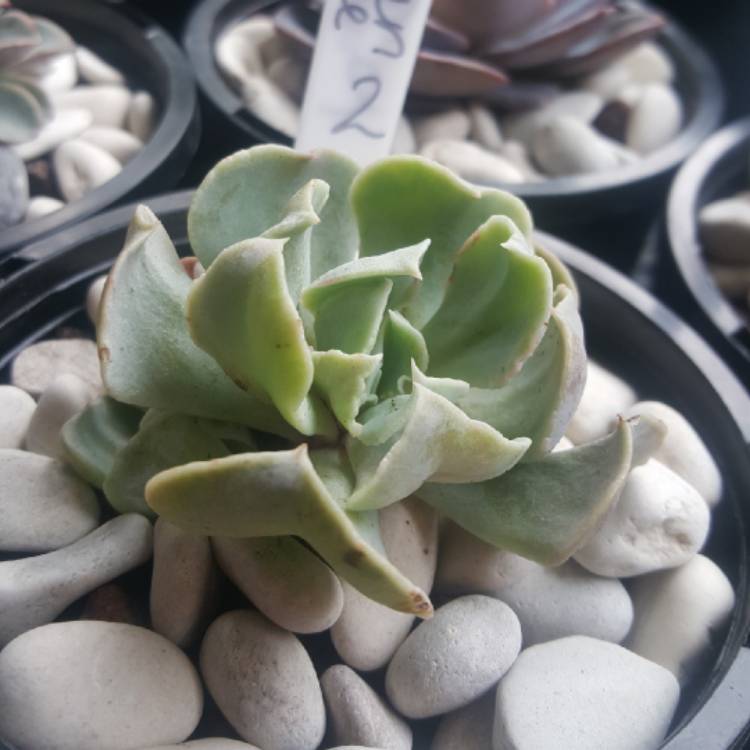 Plant image Echeveria Doppler