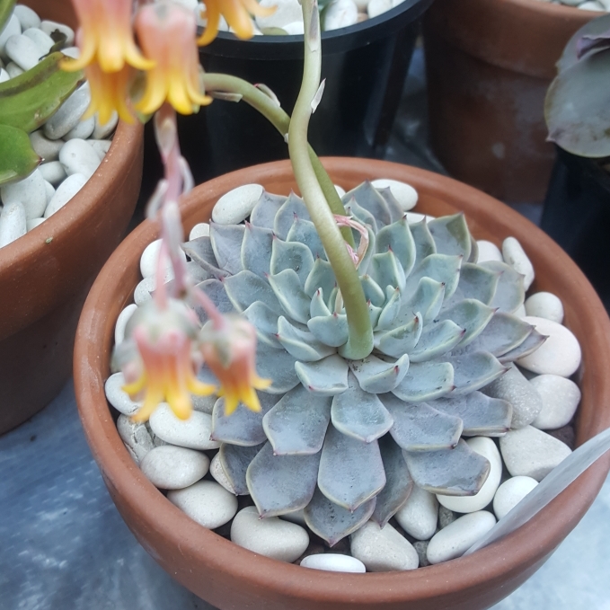 Plant image Echeveria Cuspidata Var. Zaragozae Pink Form