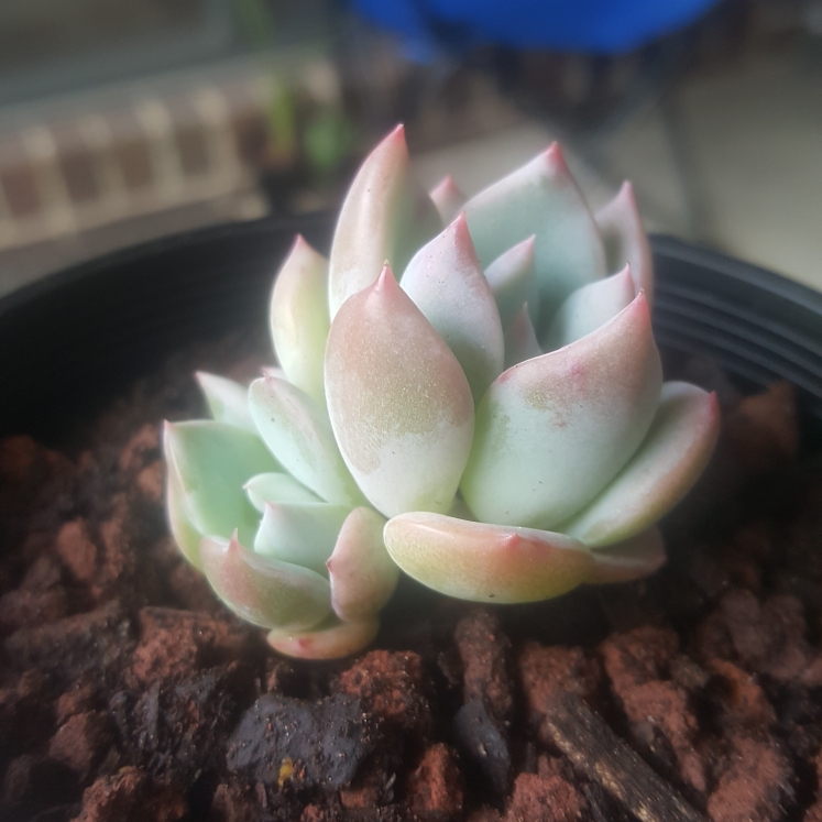 Plant image Echeveria Ghost 61