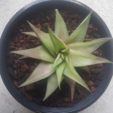 Haworthiopsis Limifolia var. Ubomboensis