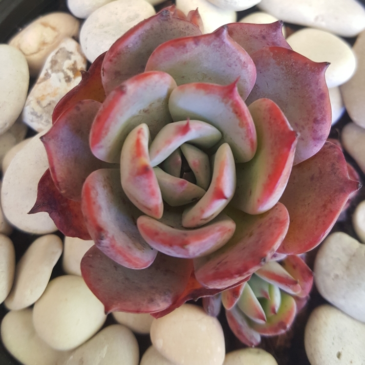 Plant image Echeveria Laurensis