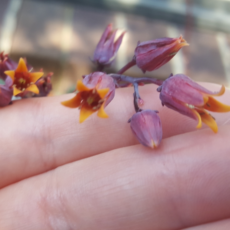 Plant image Echeveria Agavoides Blood Maria