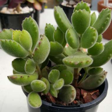 Cotyledon 'Bear Paws'