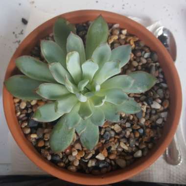 Echeveria Pulidonis