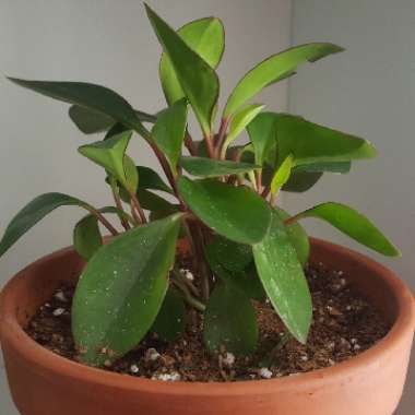 Peperomia Clusiifolia Var. Obtusifolia