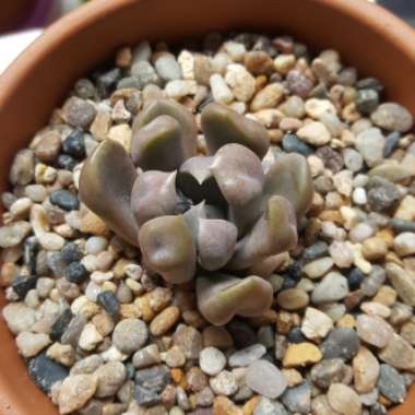 xGraptoveria Topsy Debbi