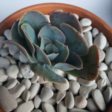 Echeveria Imbricata