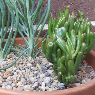 Crassula ovata 'Gollum'