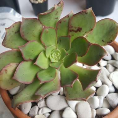 Aeonium Starburst