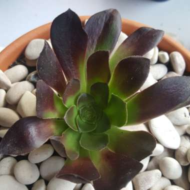 Aeonium Garnet