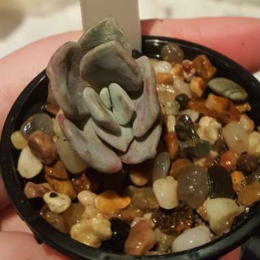 xGraptoveria Margaret Rose