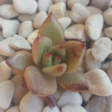 Echeveria Agavoides Romeo