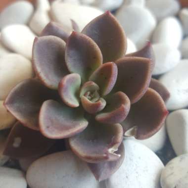 Sinocrassula Indica