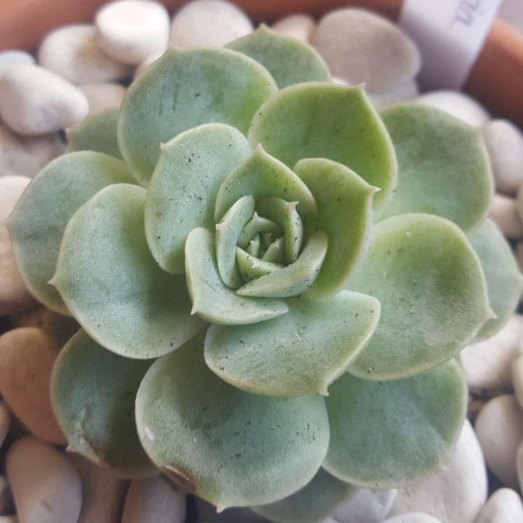 Plant image Echeveria Onslow