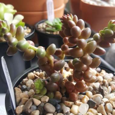 Sedum Stahlii