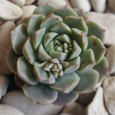 Echeveria Hyalina