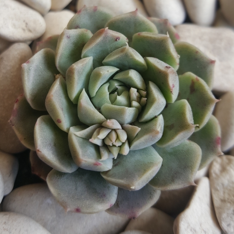 Plant image Echeveria Hyalina