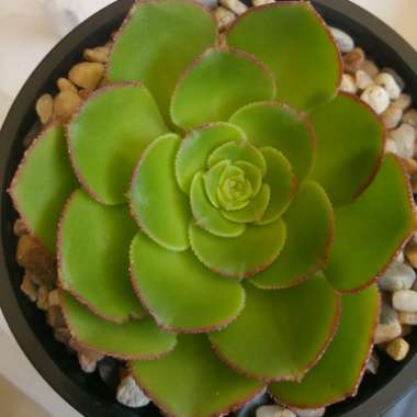 Aeonium Canariense var. Subplanum