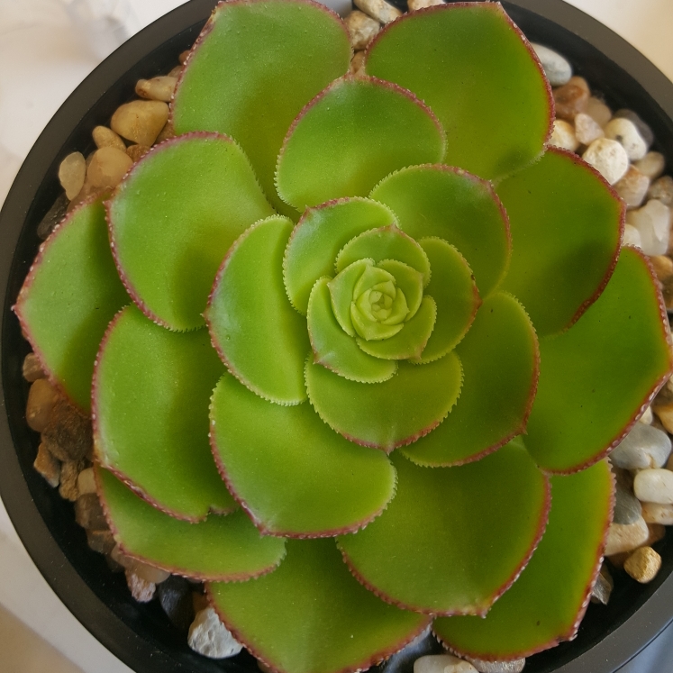 Plant image Aeonium Canariense var. Subplanum