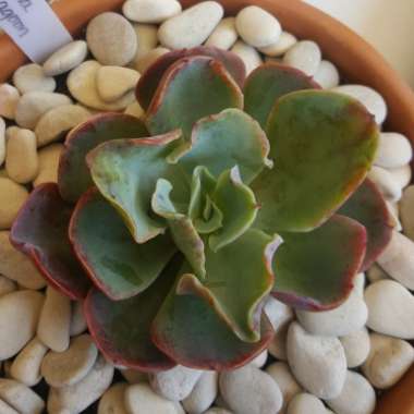 Echeveria Blue Lagoon