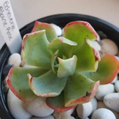 Echeveria Alpine Rose