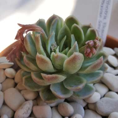 Echeveria Elegans